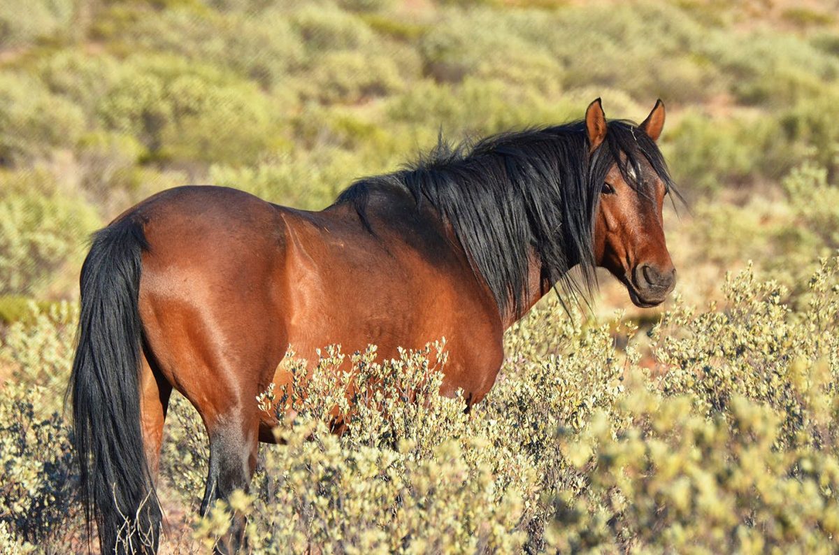 Austrália vai matar 10.000 cavalos selvagens, Ambiente