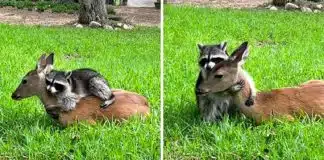 Guaxinim e cervo, ambos órfãos, tornam-se melhores amigos