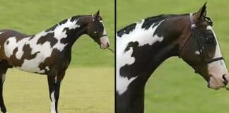 Somente pessoas “com alto QI” conseguem identificar o 2º cavalo nesta ilusão de ótica desconcertante