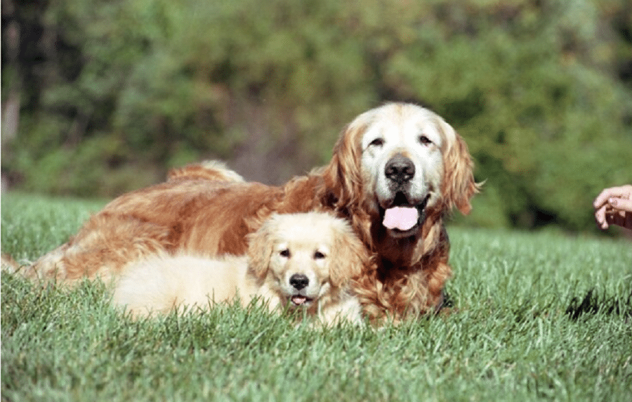 Raças de cães que necessitam de mais atenção e cuidados no cotidiano